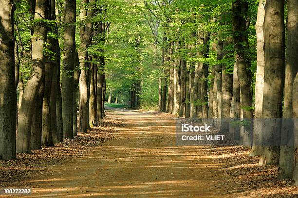 Frühlingwald In Den Niederlanden Mit Lane Stockfoto und mehr Bilder von Baum - Baum, Der Weg nach vorne, Einspurige Straße