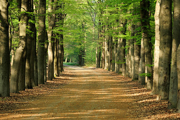 istock Spring forest in the Netherlands with lane 108272282