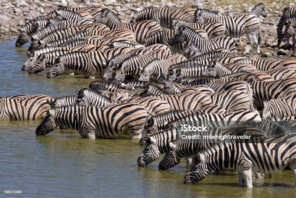 Plains Zebra Drink an köstlichen Loch Etoscha NP - Lizenzfrei Wasserloch Stock-Foto