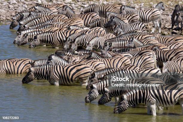 Plains Zebra Drink An Köstlichen Loch Etoscha Np Stockfoto und mehr Bilder von Wasserloch - Wasserloch, Tierthemen, Afrika