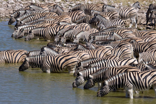 istock Plains Zebra Drink at Watering Hole, Etosha NP 108272283