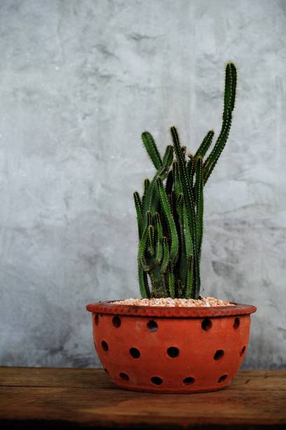 istock cactus succulent in flower pot on wooden background 1082723410