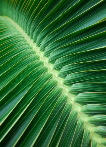 Palm leaves background, green tropical natural exotic plant