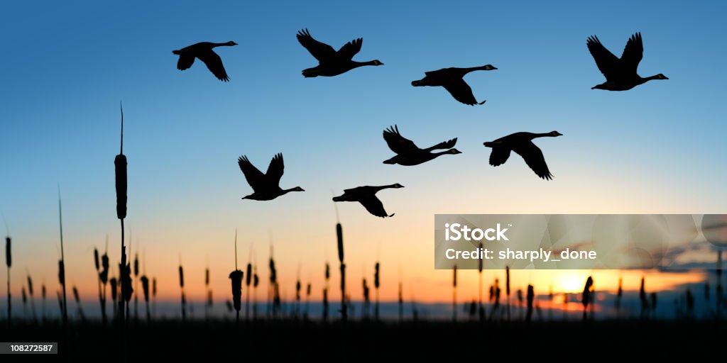 XL migrating canada geese  Goose - Bird Stock Photo