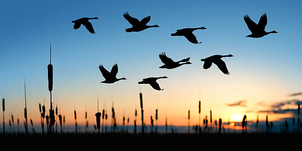 XL migrating canada geese  goose bird photos stock pictures, royalty-free photos & images