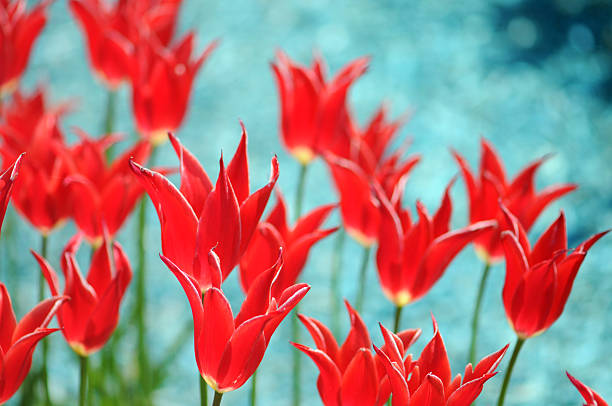 레드 튤립 on 터쿠아즈 배경기술 - lady tulip 뉴스 사진 이미지