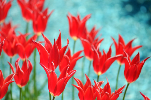 Red flower of the tulip in sunny weather, close-up on a blurred background