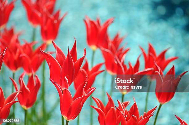 Красные Тюльпаны На Бирюзовый Фон — стоковые фотографии и другие картинки Бирюзовый - Бирюзовый, Красный, Lady Tulip