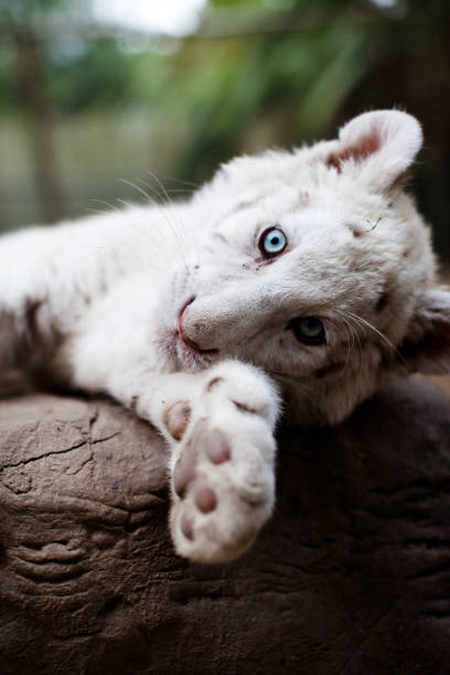 Affectionate white tigers.