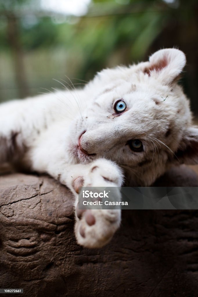 Retrato de jovem branco Tigre-da-Bengala - Foto de stock de Albino royalty-free