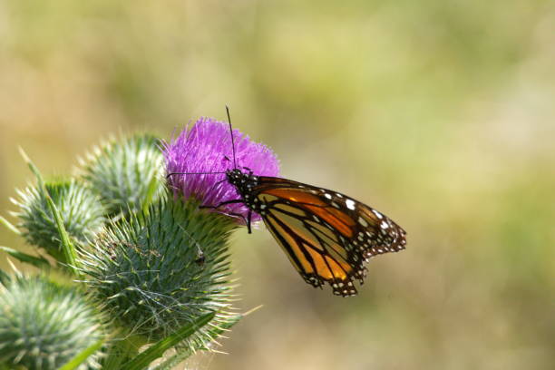 istock Monarch butterfly on a flower 1082726718