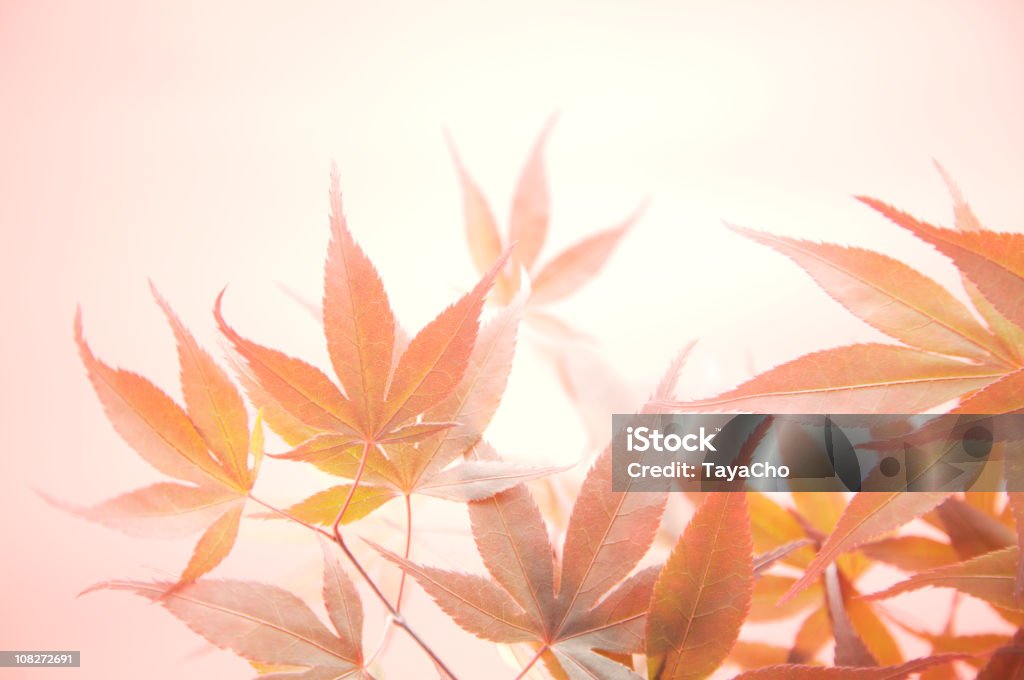 Japanische Acer Blatt Abstrakt - Lizenzfrei Ast - Pflanzenbestandteil Stock-Foto