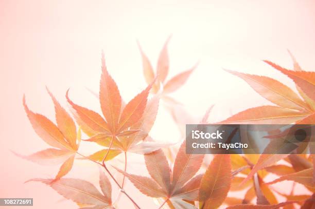 Japanese Acer Leaf Abstract Stock Photo - Download Image Now - Back Lit, Backgrounds, Branch - Plant Part