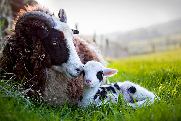 ジェイコブ雌羊肉、新生児 - ewe ストックフォトと画像
