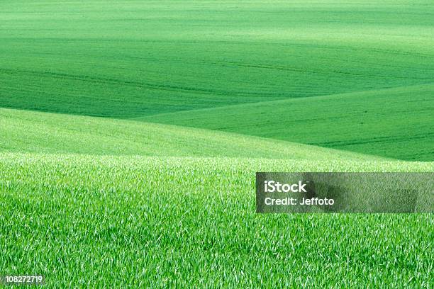 Green Wheat Fields In Spring Stock Photo - Download Image Now - Agriculture, Backgrounds, Cereal Plant