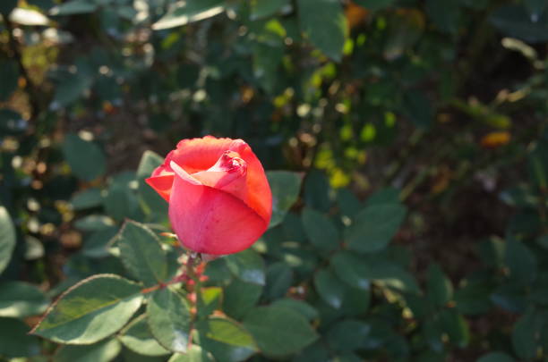 Flower of Rose
