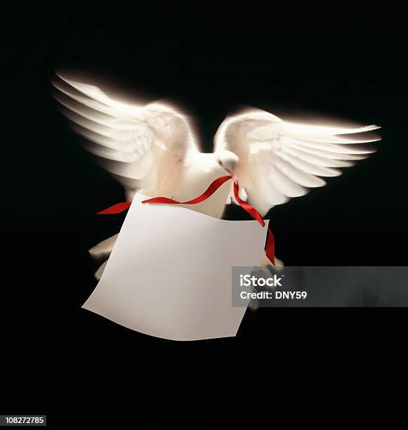 White Dove 用のメッセージ - 小さめのハトのストックフォトや画像を多数ご用意 - 小さめのハト, クリスマス, 平和の象徴