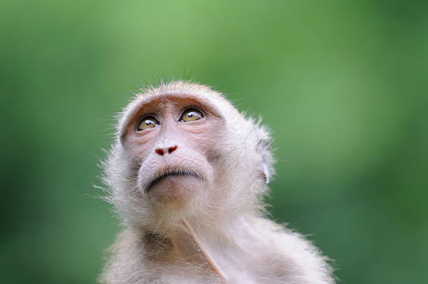 wildlife monkey porträt-khao sak national park - makake stock-fotos und bilder