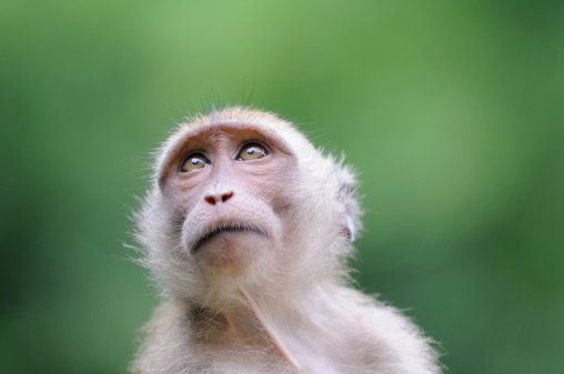 Close up shot of monkey with tail in mouth. Funny macaque in sacred monkey forest