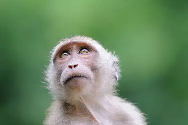Photo of Wildlife Monkey Portrait - Khao Sak National Park