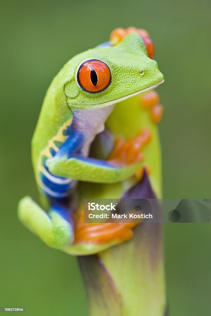 Color rojo intenso-Eyed rana arborícola - Foto de stock de Colorido libre de derechos
