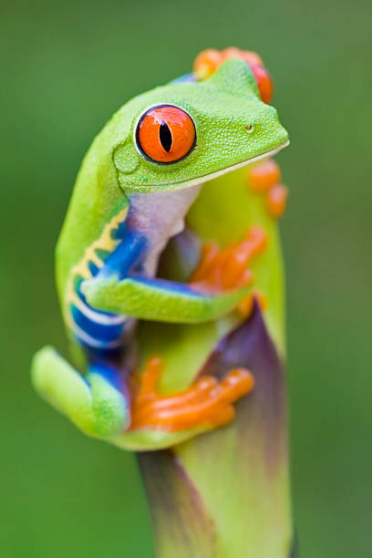 istock Vivid Color - Red Eyed Tree frog 108272846