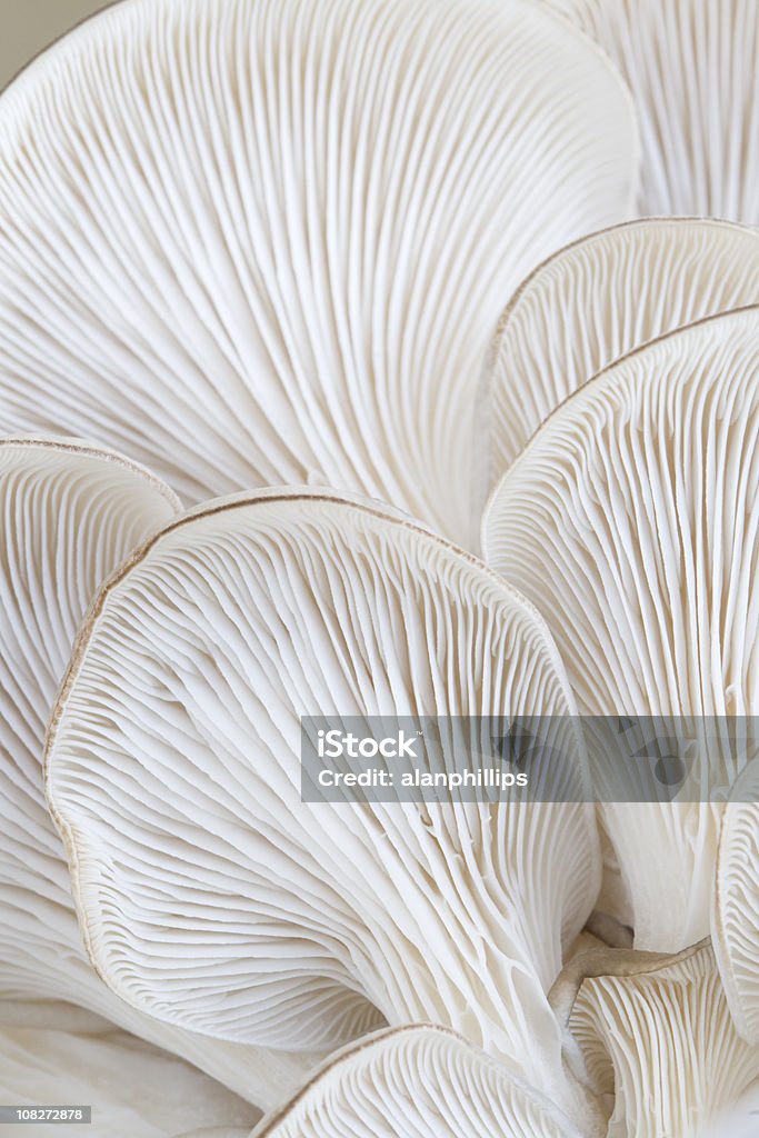 접사를 오이스터 머시룸 gills (Pleurotus - 로열티 프리 식용 버섯 스톡 사진