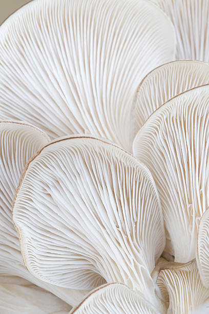 istock Macro of oyster mushroom gills (Pleurotus) 108272878