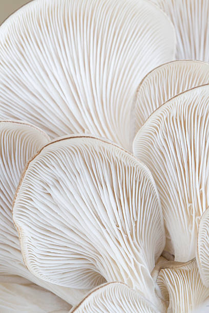 Macro of oyster mushroom gills (Pleurotus)  oyster mushroom stock pictures, royalty-free photos & images