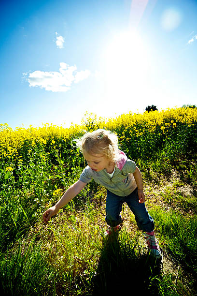 Little Girl Picking Flowers in Field on Sunny Day stock photo