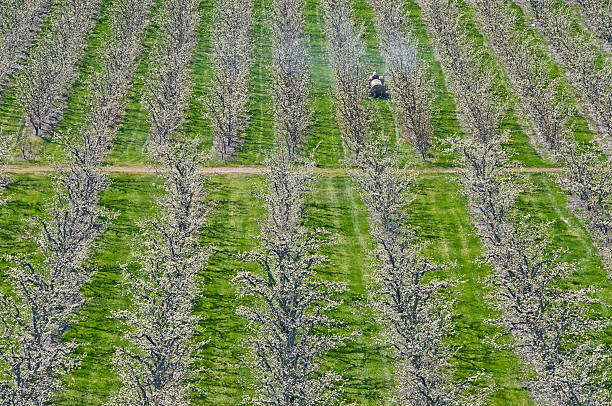 Orchard vista with flowering apple trees stretching into the distance. Distinct rows of blooming apple trees under bright cloudy skies.