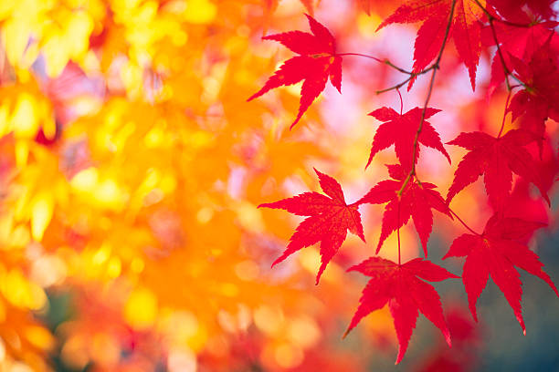 Red maples Momiji in the national park Fuji at autumn in Japan