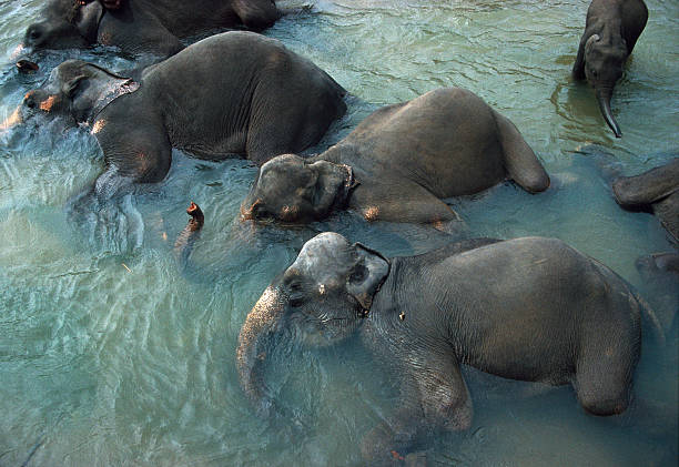 Portrait of bathing elephant. Animal is in a deep river and its trunk is raised high. The bright sandy river bank in the background is heavily blurred.