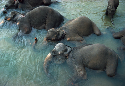 Top view of wild elephants in Sri Lanka in their natural habitat. Wild animals. Arugam Bay Sri Lanka.