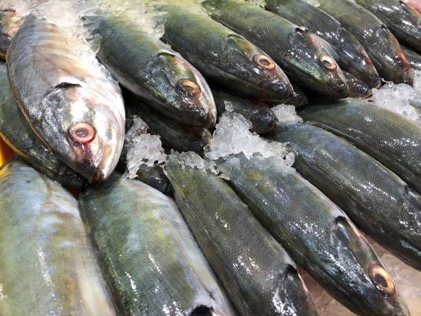 frozen fish in seafood market - prepared shellfish tray variation catch of fish imagens e fotografias de stock