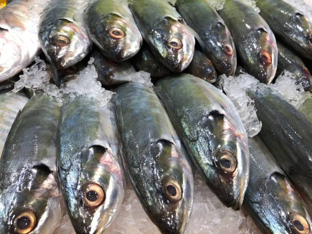 frozen fish in seafood market - prepared shellfish tray variation catch of fish imagens e fotografias de stock