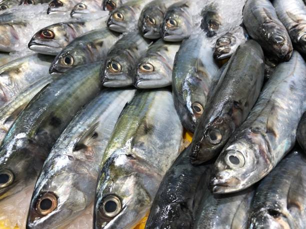 frozen fish in seafood market - prepared shellfish tray variation catch of fish imagens e fotografias de stock