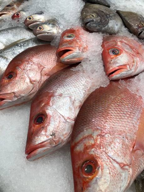 frozen fish in seafood market - prepared shellfish tray variation catch of fish imagens e fotografias de stock