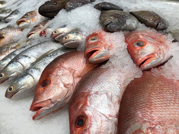 frozen fish in seafood market - prepared shellfish tray variation catch of fish imagens e fotografias de stock