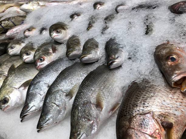 frozen fish in seafood market - prepared shellfish tray variation catch of fish imagens e fotografias de stock