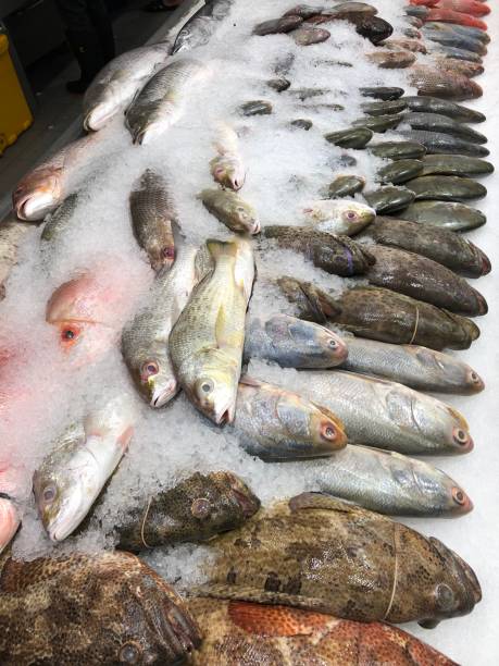 mrożone ryby na targu z owocami morza - prepared shellfish tray variation catch of fish zdjęcia i obrazy z banku zdjęć