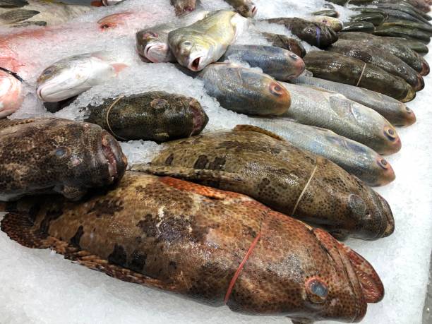frozen fish in seafood market - prepared shellfish tray variation catch of fish imagens e fotografias de stock