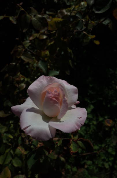 istock Rose 