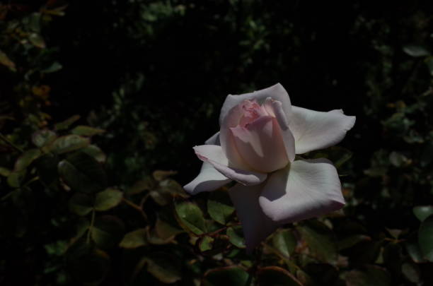 istock Rose 