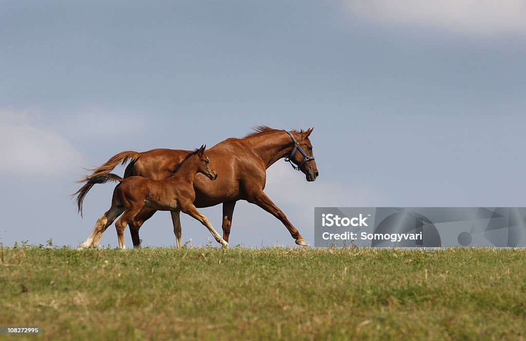 Together  Foal - Young Animal Stock Photo