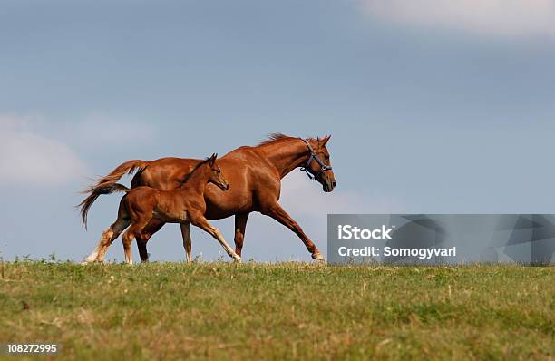 Together Stock Photo - Download Image Now - Foal - Young Animal, Mare, Horse