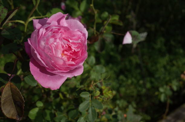 istock Rose 