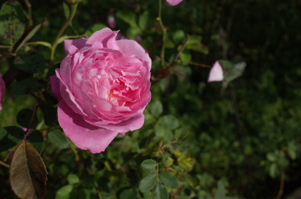 istock Rose 