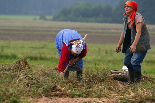 Potatoes harvest in the country - Poland.\n[url=http://www.istockphoto.com/file_search.php?action=file&lightboxID=8732164][img]http://www.avalonstudio.eu/istock/vetta.jpg[/img][/url]\n[url=http://www.istockphoto.com/file_search.php?action=file&lightboxID=8790102][img]http://www.avalonstudio.eu/istock/agriculture.jpg[/img][/url]
