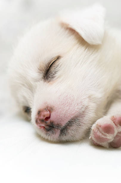 istock Sweet puppy 108273035